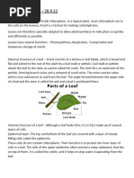 Biology - Leaf Chapter