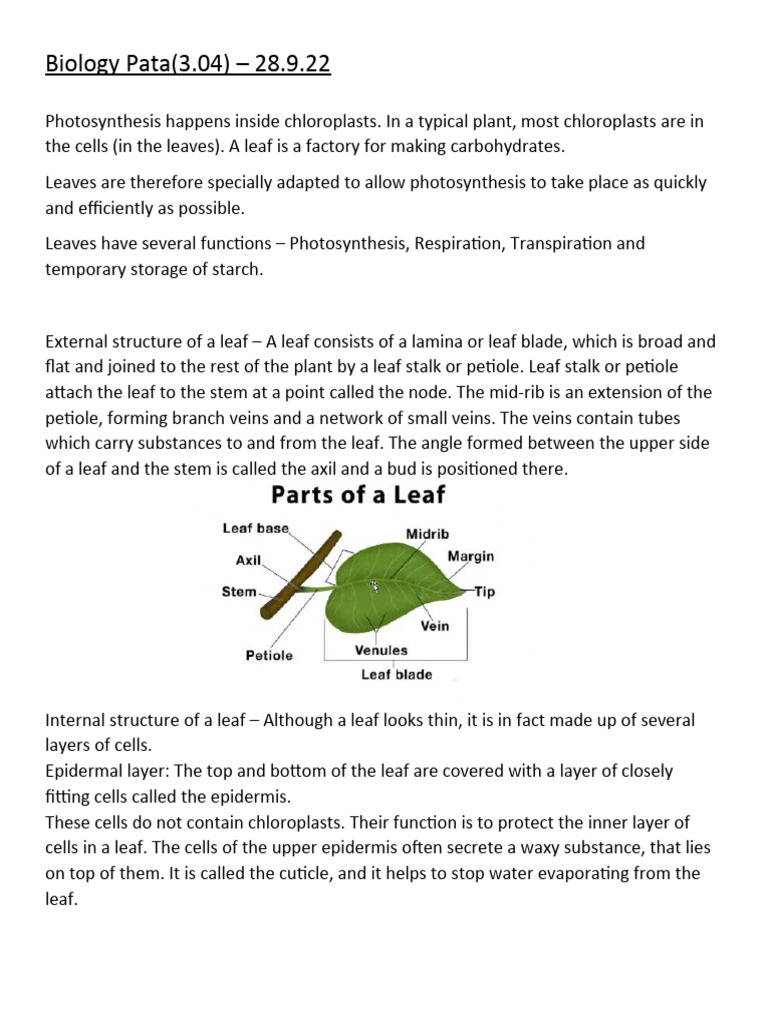 Biology - Leaf Chapter | PDF | Leaf | Stoma