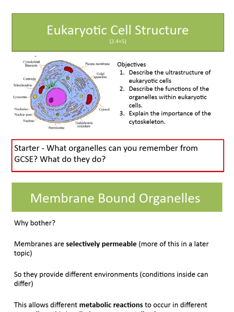 Eukaryotic Cell Structure and Functions | PDF | Cell (Biology) | Eukaryotes