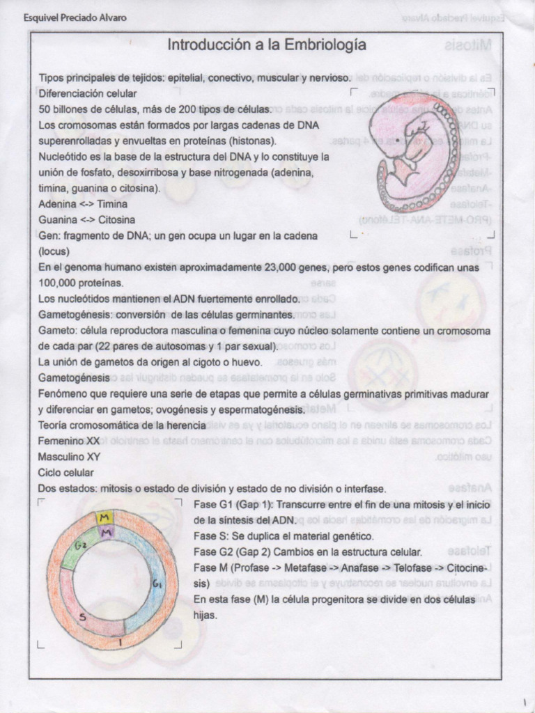 Apuntes Embriologia | PDF