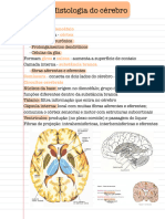 Histologia Do Cérebro