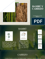 Bambú y Carrizo