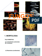 Fungos Micro Ambiental