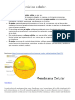 Funciones Del Núcleo Celular