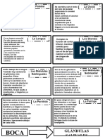 Partes Del Sistema Digestivo