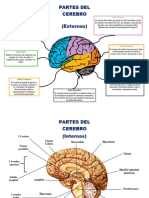 Partes Del Cerebro