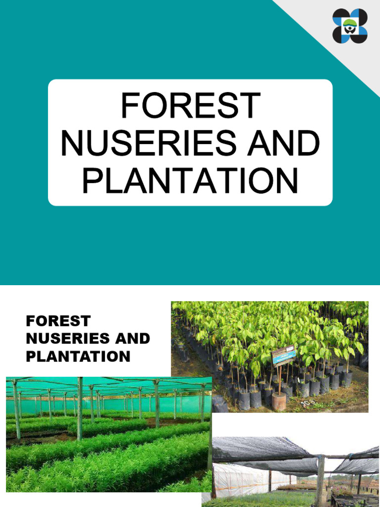 Forest Nurseries and Plantation | PDF | Plant Nursery | Seed