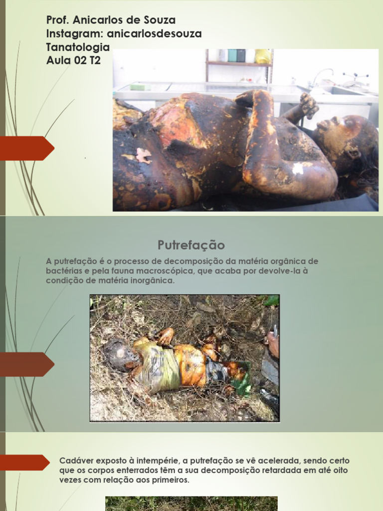 Fases da Putrefação e Maceração Cadavérica | PDF | Múmia | Decomposição