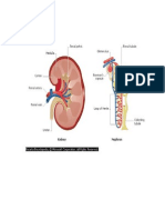 Anatomy of The Kidney