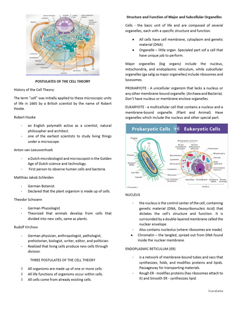 Pre Lim Bio | PDF | Cell (Biology) | Organelle