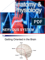 Nervous System