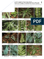 1143 Brazil Ferns and Lycophytes of Serra Furada State Park