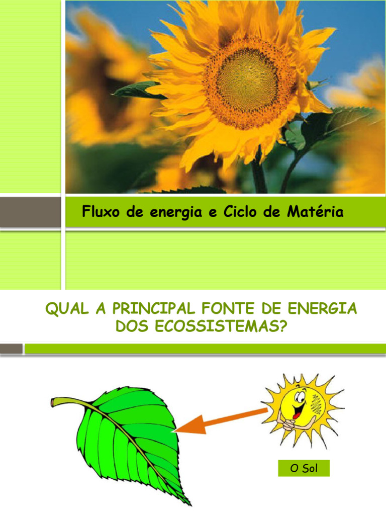 Fluxo de Matéria e Energia nos Ecossistemas | PDF | Ecologia | Geociências