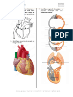 Identifique As Partes Internas e Externas Do Coração Onde Estão Marcadas Por Uma Seta e Pinte de Azul As Que São Veias e Vermelho As Que São Arterias