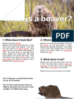 Beavers