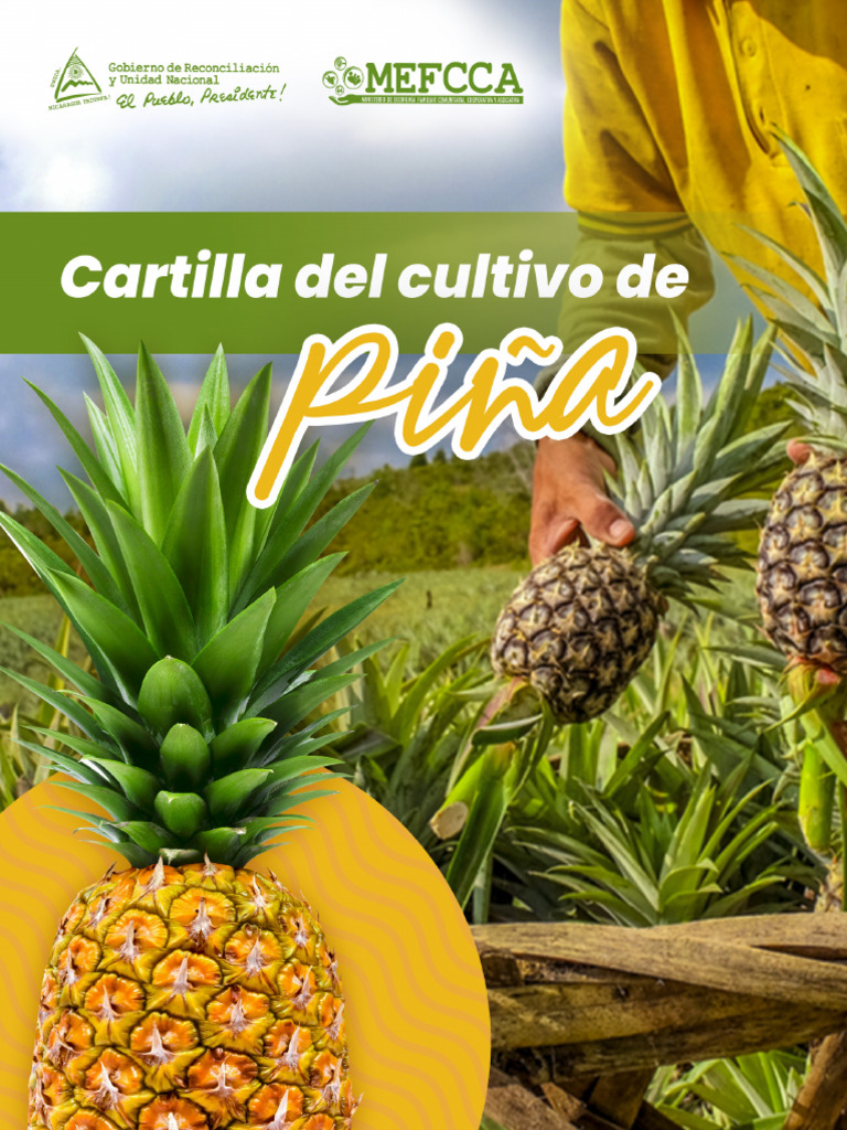 Cultivo y Manejo de la Piña | PDF | Piña | Agricultura