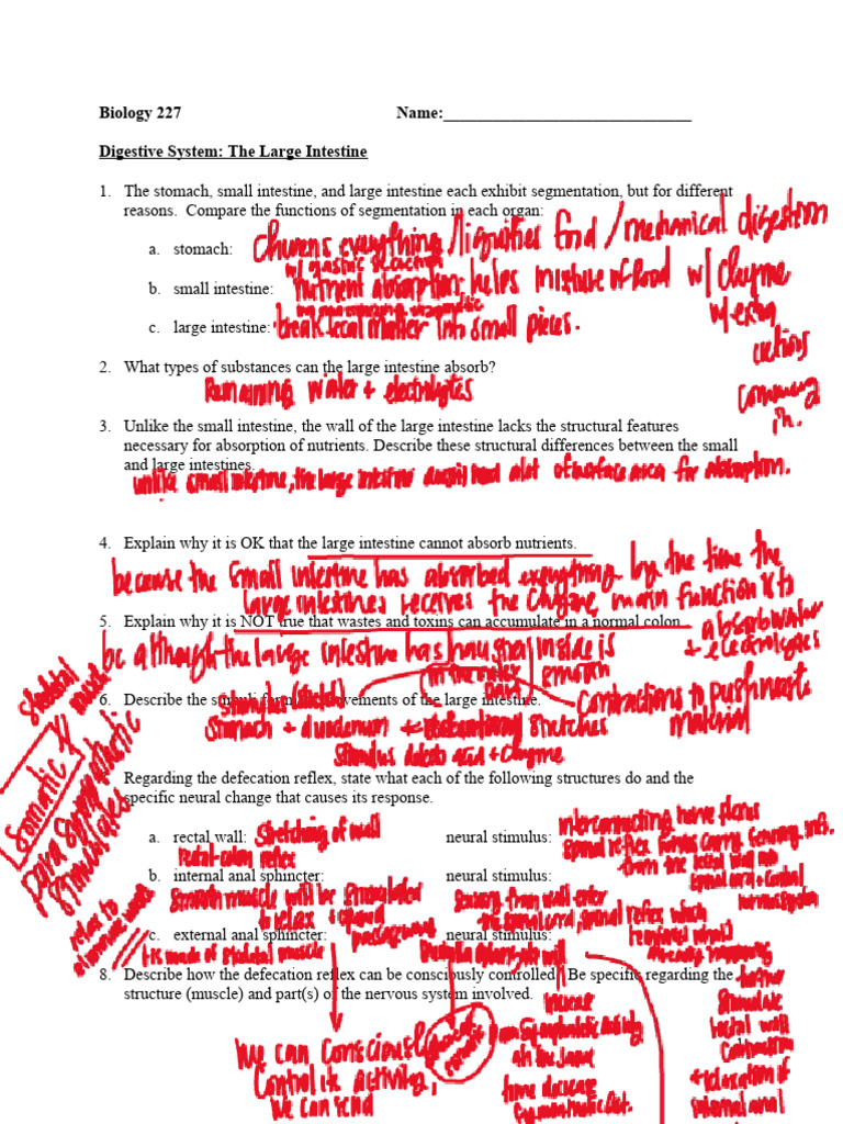 Large Intestine | PDF