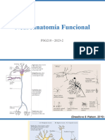 Neuroanatomía Funcional