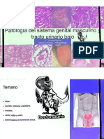Patología Del Sistema Genital Masculino y Tracto Urinario Bajo - 1