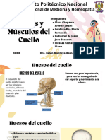 Neuro Anatomia