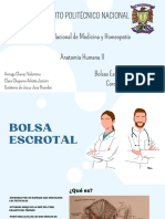 Bolsa Escrotal, Testiculos y Cordon Espermatico