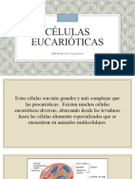 Células Eucarióticas MICROBIOLOGIA