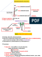 Organografía Vegetal Completo