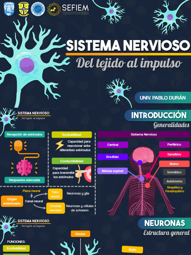 Clase 4 - Histología Del Sistema Nervioso | PDF | Sinapsis | Neurona