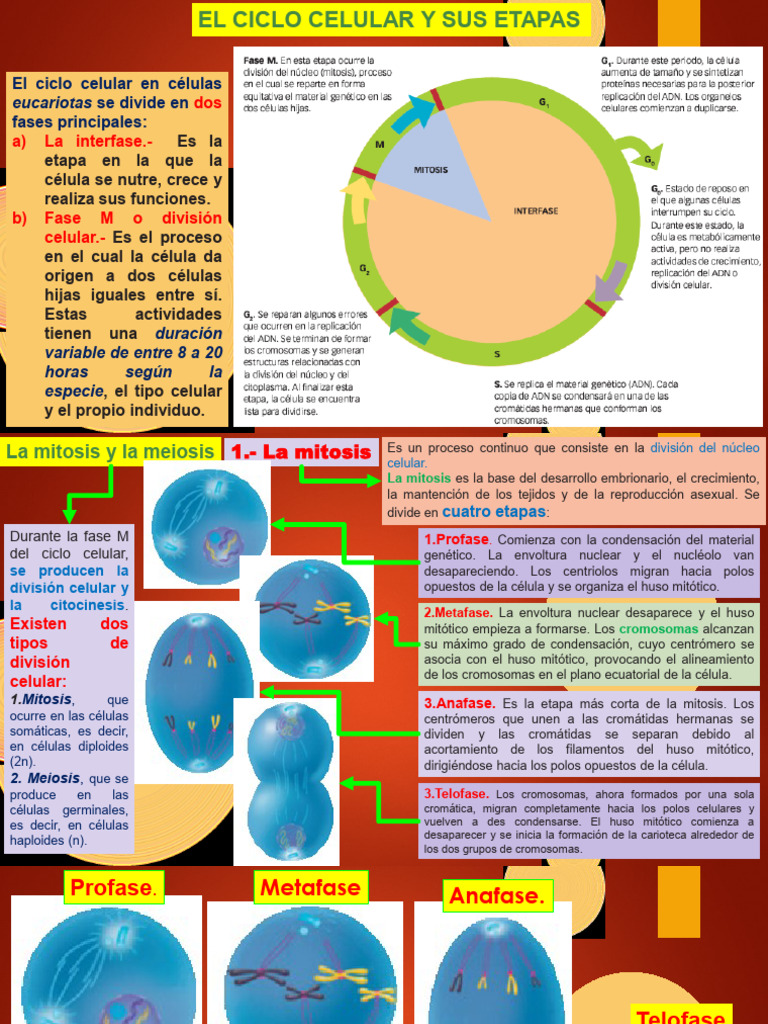 Etapas del Ciclo Celular y Metabolismo | PDF | Mitosis | Mitosis