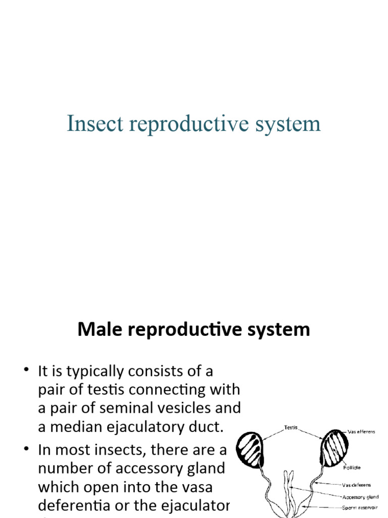 Insect Male and Female Reproductive Systems | PDF | Reproductive System ...