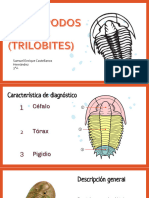 Artropodos Fosiles (Trilobites)