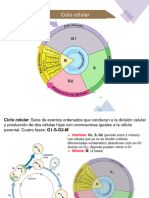 Ciclo Celular - Bloque 1 - Biología Celular y Molecular