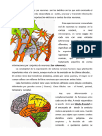 El Cerebro Humano