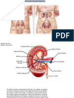 Aparato Urinario y Reproductor