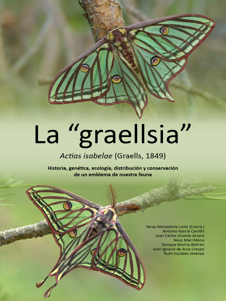 Cientos De Mariposas Vuelan Al Atardecer Creando Una Escena Mágica Y  Colorida Foto E Imagen Para Descarga Gratuita - Pngtree, image size:768x1024