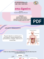 Anatomia Sistema Digestivo