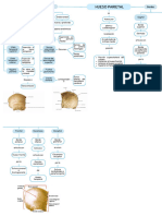 Hueso Parietal