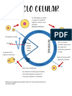 Ciclo Celular