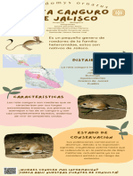 La Rata Canguro Infografia