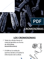 4to Año-Cromosomas Ciclo Celular Mitosis Meiosis