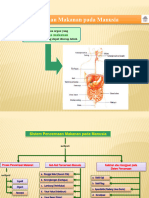 Alat Pencernaan Makanan 