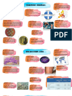 Infecciones de Piel-Microbiologia