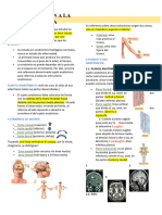 t1-2 Anatomìa