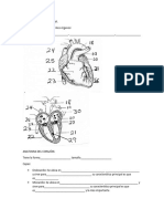 Aparato Cardiovascular Apunte