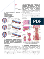 Embriologia - Esqueleto Axial (Resumo)