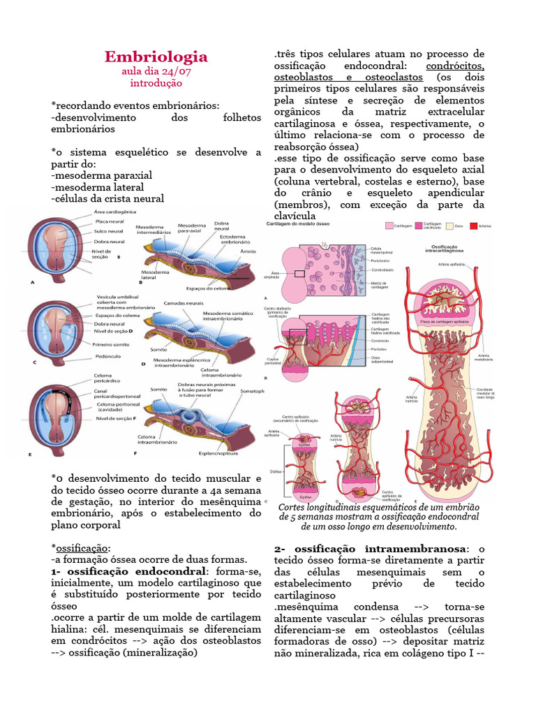 Embriologia Esqueleto Axial Resumo Download Grátis Pdf