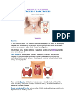 Anatomía de Tiroides y Paratiroides