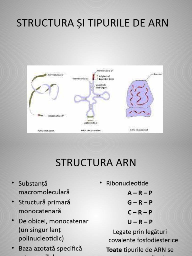 Structura Și Tipurile de ARN | PDF