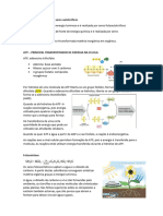 Obtenção de Matéria Por Seres Autotróficos