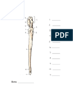 Anatomy Forelimb Diagrams 